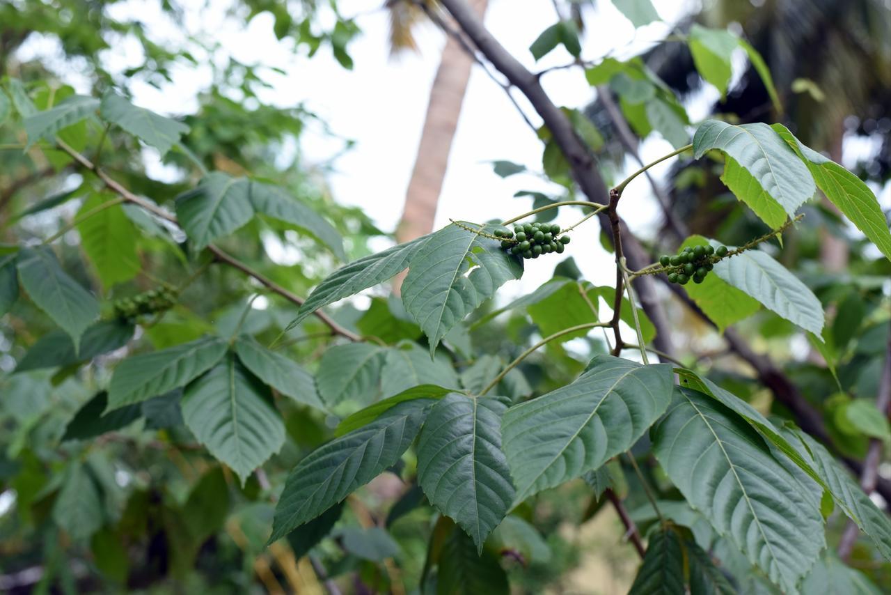 Sun And Green Eco Lodge - Dambulla Ngoại thất bức ảnh