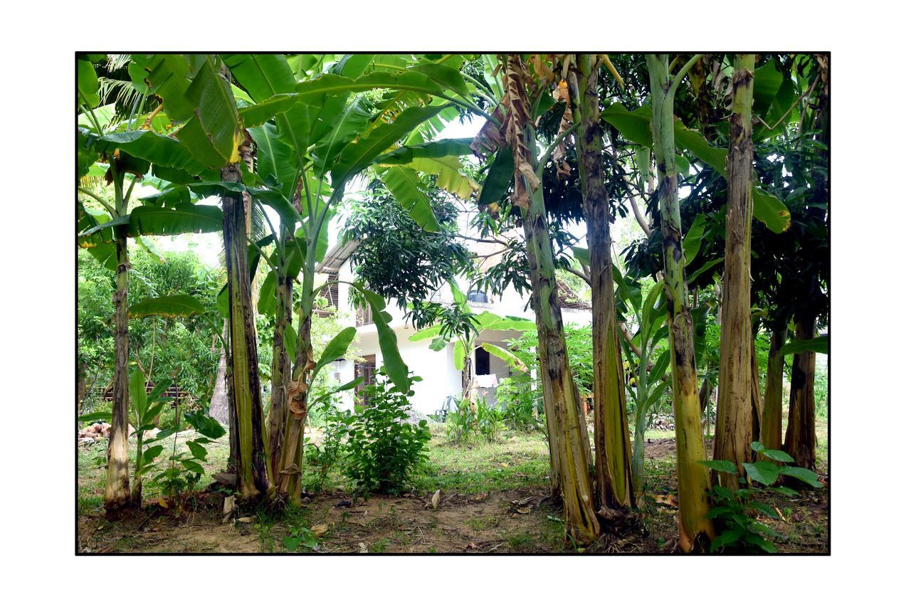 Sun And Green Eco Lodge - Dambulla Ngoại thất bức ảnh