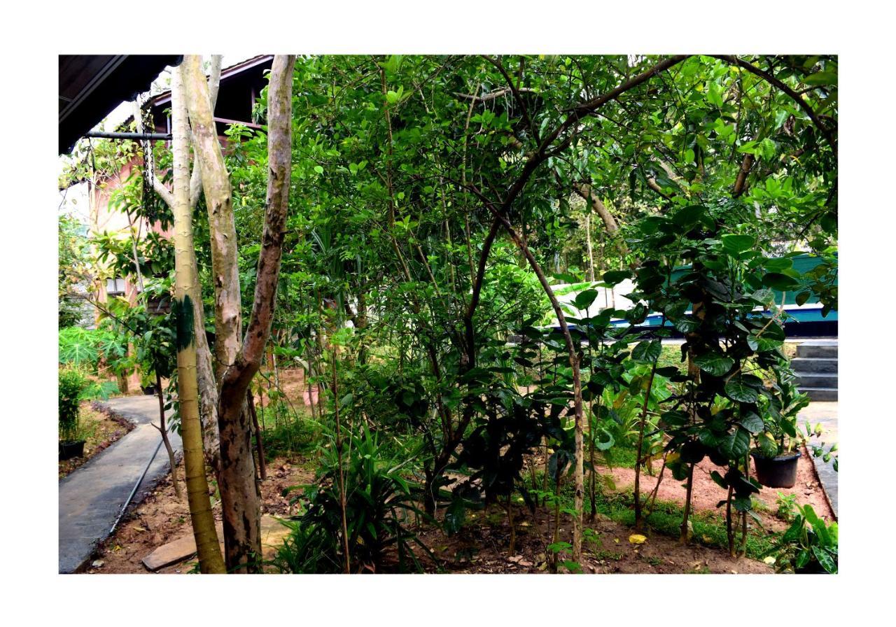 Sun And Green Eco Lodge - Dambulla Ngoại thất bức ảnh